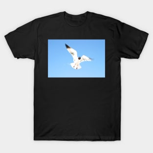 Floridian Gull T-Shirt